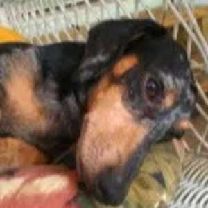 Meet your Posher, Linda